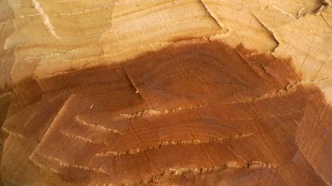 Log texture, broken large tree trunks are suitable Stock Photos