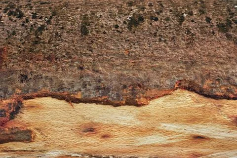 Log texture Stock Photos