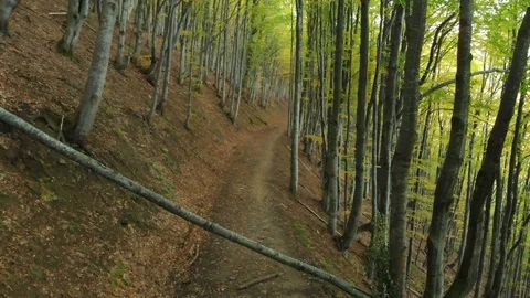 Log on the Trail. Autumn Deciduous Forest. Beech Alley Stock Footage 107127425