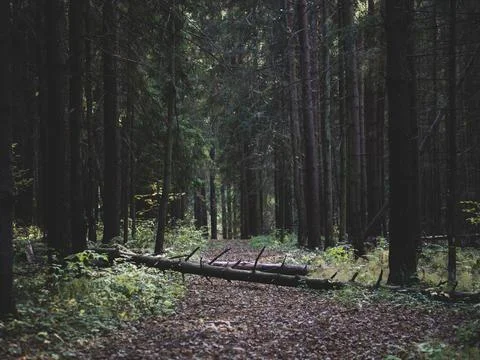 Log on a trail in a coniferous forest Stock Photos