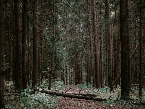 Log on a trail in a coniferous forest Stock Photos
