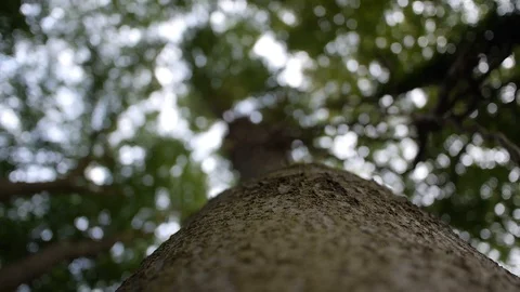 Log tree green tribe forest Stock Footage 93735770