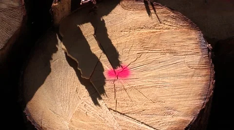 Log of Tree Trunk marked for Industrial Production Video stock 50833080