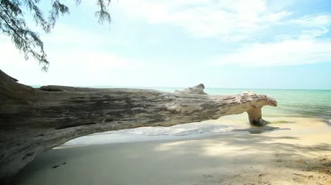 Log on a tropical beach Stock-Footage 22095520