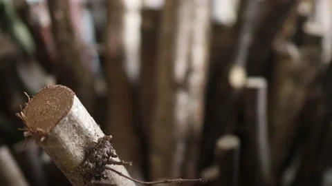 Log trunks pile, the logging timber forest wood industry. Dried logs Stock Footage 234440865