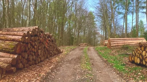 Log trunks pile, the logging timber wood Stock-Footage 272348990