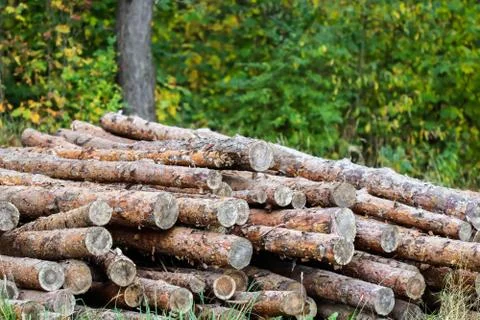 Log trunks pile, the logging timber wood industry. Wooden trunks on autumn fo Stock Photos
