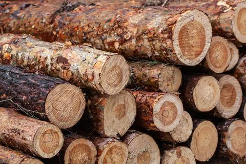 Log trunks pile. the logging timber forest wood industry Stock Photos
