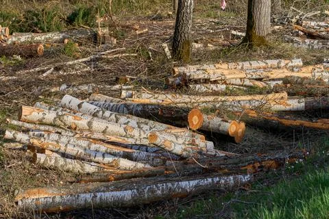 Log trunks pile, the logging timber wood industry. Stock Photos