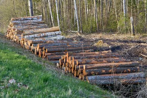 Log trunks pile, the logging timber wood industry. Stock Photos