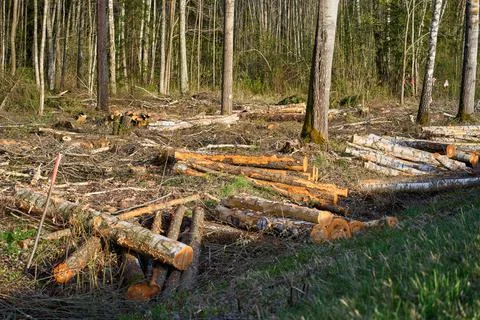 Log trunks pile, the logging timber wood industry. Stock Photos