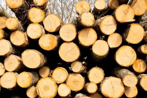Log trunks pile, the logging timber forest wood industry. heavy wood trunks. Stock Photos