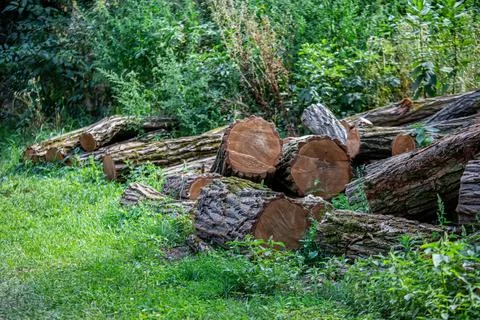 Log trunks pile, logging timber wood industry. pile in the yard of the house for Stock Photos