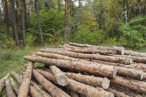 Log trunks pile, the logging timber wood industry. Wooden trunks on autumn Foto stock