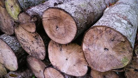 Log trunks pile, Stack of the trees trunks, deforestation concept. Stock Photos