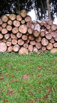 Log trunks pile, Stack of the trees trunks, deforestation concept. Foto stock