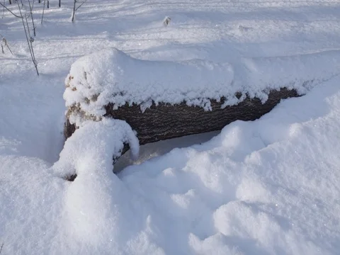 A log under a thick layer of snow in a winter forest. Stock Footage 84700685