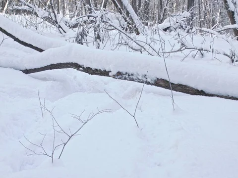 A log under a thick layer of snow in a winter forest. White grass and trees Video stock 84702086