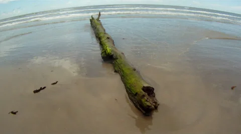 Log Washed Up On Beach Vidéo 33311337