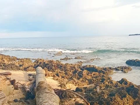 A log washed up on the beach Stock Photos