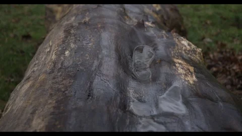 Log with water puddle, 709 profile @200 ISO, 24fps, 4k Stock Footage 277229865