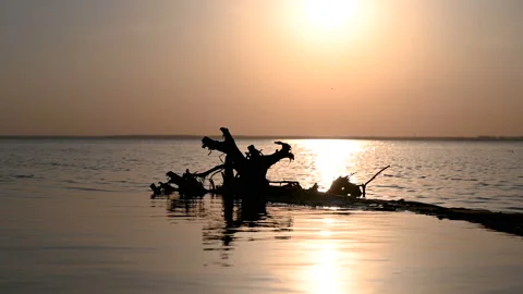 A log in the water at sunset. Video stock 130394171