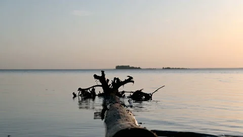 A log in the water at sunset. Video stock 130394217