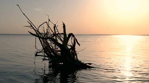 A log in the water at sunset. Video stock 130394365