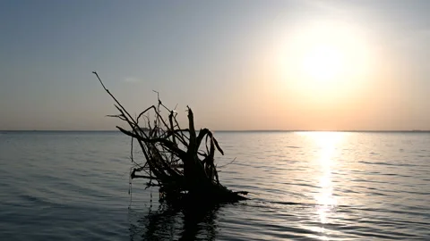 A log in the water at sunset. Stock Footage 130394410