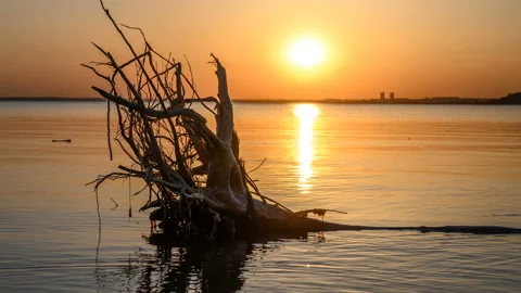 A log in the water at sunset. Video stock 130421141