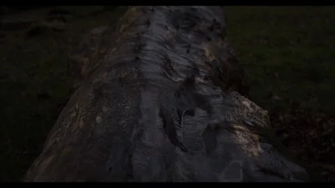 Log with watter puddle dark version, ISO 100, 4k, 24fps Stock Footage 277229864