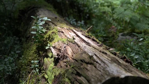Log in the wood covered with vegetation Stock Footage 128407531