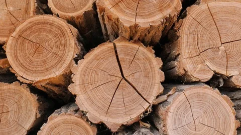 Log wood pile Stock Footage 90820700