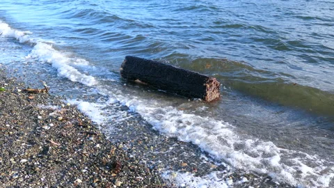 Log wood on the shore Stock Footage 145661105