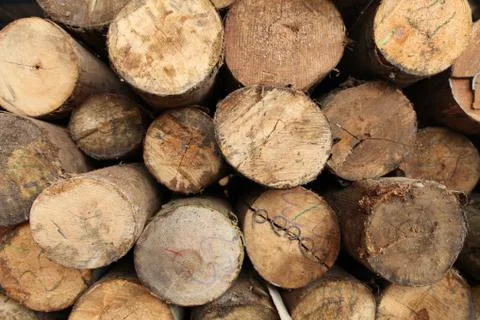 Log wood texture backgrounds Stock Photos