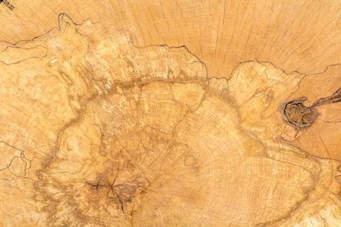 Log of wood texture Stock Photos