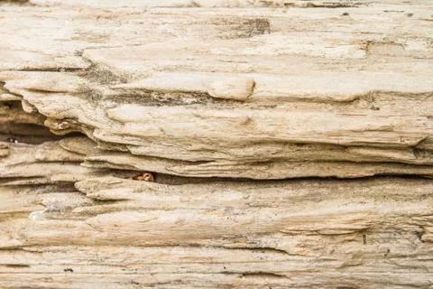 Log wood texture Stock Photos