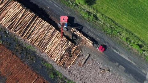 Log yard saw mill operation Foto stock