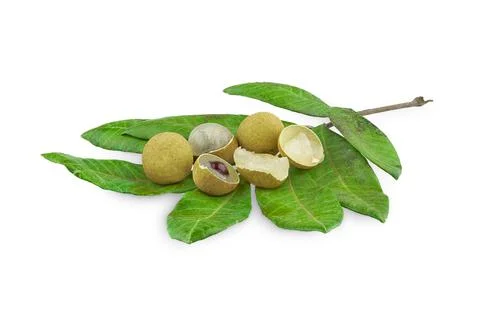 Logan Fruit white background isolated Clipping Path Foto stock