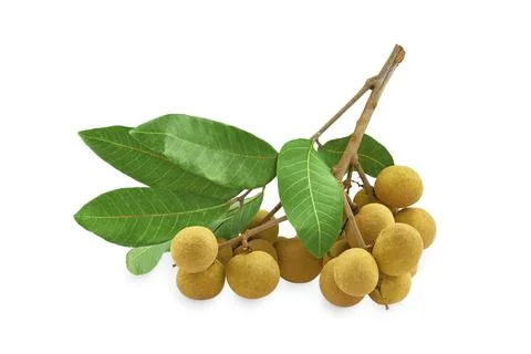 Logan Fruit white background isolated Clipping Path Foto stock