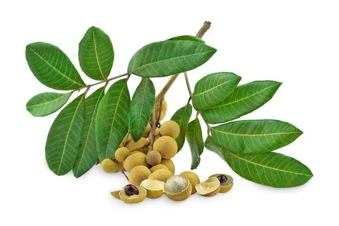Logan Fruit white background isolated Foto stock