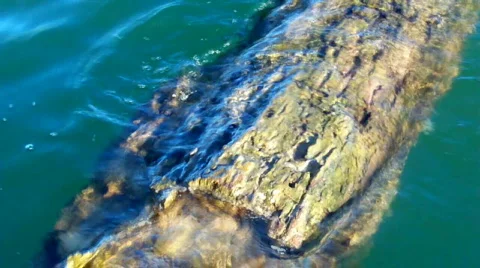 Logg Stock Footage 486785