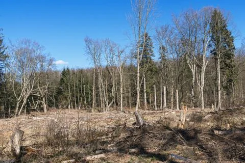 Logged forest area Stock Photos