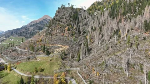 Logged forest in mountainous area. Deforestation in the middle of nature. Stock Footage 226992925