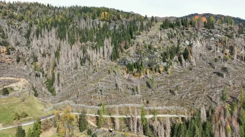 Logged forest in mountainous area. Deforestation in the middle of nature. Stock Footage 226993184