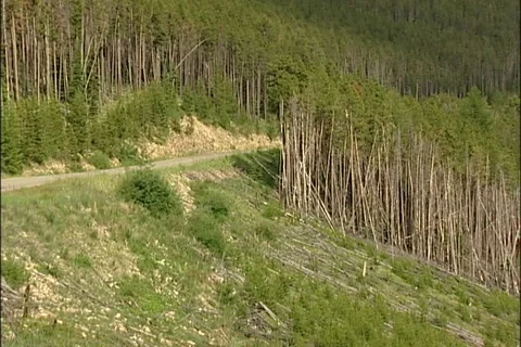 Logged Hillside in Pacific Northwest Stock Footage 93876745