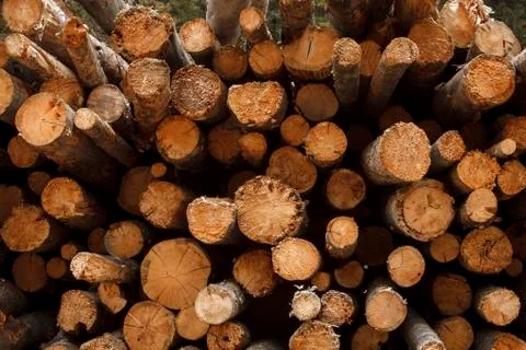 Logged pine trees stacked high showing annual growth rings, Montana, Usa Stock Photos