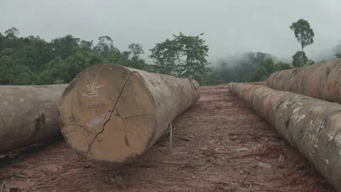 Logged Trees From Rainforest Video stock 195278691