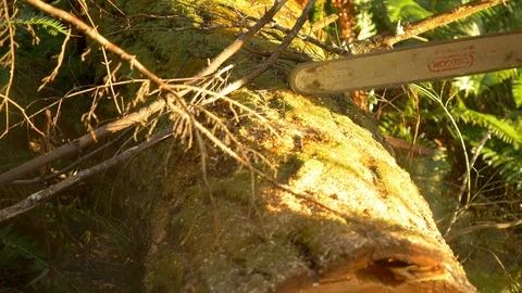 A Logger bucks a log up into pieces with chainsaw Stock Footage 102866565