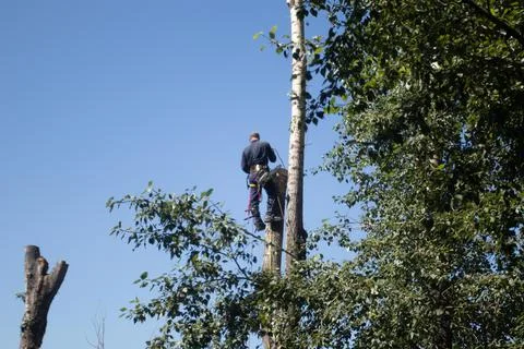 A logger with a chainsaw on a high tree Working at high altitude. Stock Photos